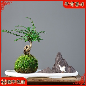 苔玉盆栽 苔玉盆栽品牌 价格 阿里巴巴 苔玉盆栽 苔玉盆栽品牌 价格 阿里巴巴