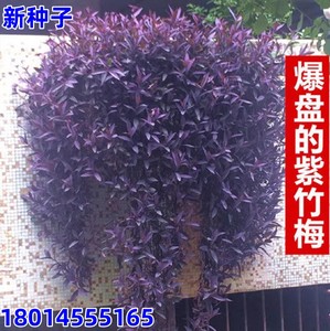 紫罗兰种子花卉绿植盆栽紫色吊兰紫竹梅紫罗兰喜光好养植物鸭芷草