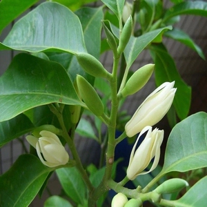 嫁接白兰花树苗白玉兰黄桷兰黄葛兰黄果兰黄角兰黄兰白玉兰花盆栽