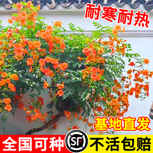 凌霄花苗爬藤植物大苗老桩树苗耐寒室外庭院院墙绿植粉色紫藤绿化