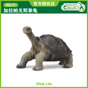 英国CollectA我你他仿真野生动物模型玩具88619加拉帕戈斯象龟