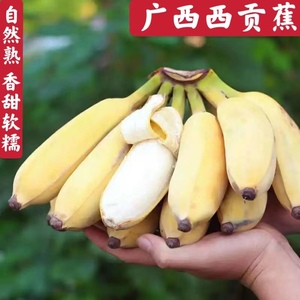 广西西贡蕉粉蕉3/5/9斤包邮小米蕉新鲜巴芭蕉无催熟整箱发货