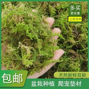 贵州蝴蝶乌龟过冬套装水苔藓鲜活新鲜水苔藓鲜苔藓保湿角蛙苔藓