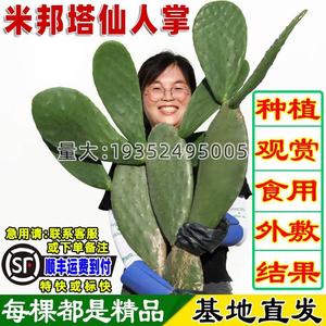 食用药用外敷消肿内服美容种植嫁接米邦塔仙人掌大黄刺绿植物盆栽