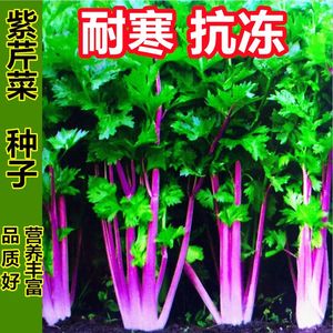 【今年新种】正宗紫玉香芹种子红芹菜种籽春夏秋冬季蔬菜种子