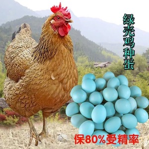 麻羽纯种苏禽绿壳蛋土鸡受精蛋高产种黄羽麻鸡蛋可孵化用的绿壳种
