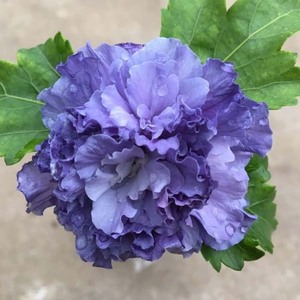 木槿花紫玉薄荷冰沙木槿雪纺盆栽大苗小苗单瓣重瓣阳台庭院植物