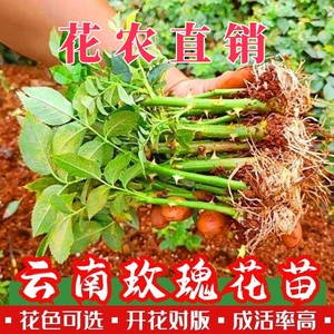 玫瑰花苗盆栽树苗浓香型花卉大月季花苗四季开花庭院绿化扦插小苗