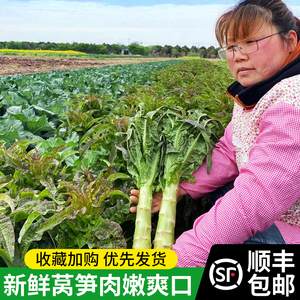 顺丰包邮苏北农家种植莴笋新鲜莴苣青笋香莴笋紫叶下饭菜时令蔬菜