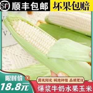 福建漳州爆浆水果牛奶甜玉米开袋即食可生吃新鲜冰糖水果玉米棒子