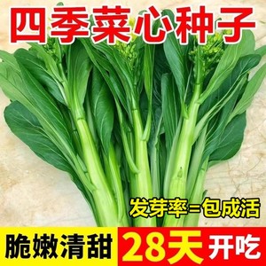 四季甜菜心种子白菜苔耐寒春秋四季播农家四九菜心阳台快菜种籽