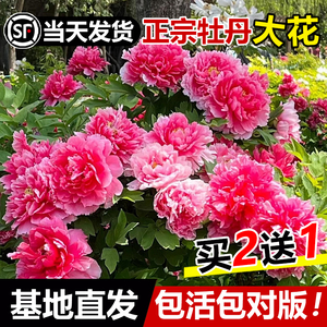 洛阳牡丹花树苗盆栽带花苞花芽正宗国花真品重瓣大苗室内四季开花