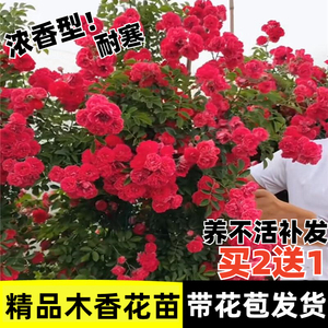 红木香花苗爬藤植物四季开花耐寒好养浓香黄木香庭院蔷薇花卉盆栽