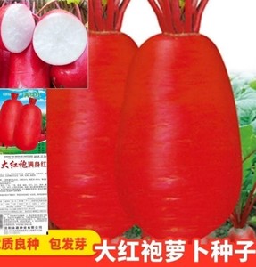 抗热水萝卜种子种籽红皮水果罗卜籽种白心四季种植蔬菜籽种孑大全