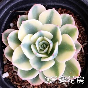 白熊彩虹肉肉群生多肉皮式锦佛珠锦小球玫瑰锦新花月锦多肉植物 阿里巴巴找货神器