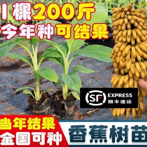 香蕉树苗芭蕉树小米蕉苗粉蕉皇帝焦西贡蕉红蕉中蕉9号带营养杯发