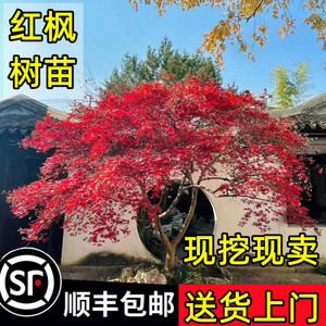 日本红枫树苗四季红盆栽红舞姬盆景老桩造景庭院大树耐寒绿化植物