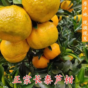 华康长泰芦柑椪柑现摘超甜应季孕妇水果精品大果蜜桔橘子桔子礼盒