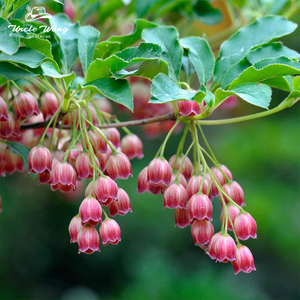 种花王大爷日本吊钟花盆栽花卉植物多年生阳台庭院好养花苗杜鹃科