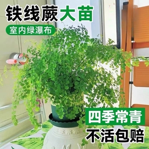 铁线蕨禄植盆栽客厅吸甲醛绿植凤尾蕨铁丝草室内耐寒耐阴蕨类植物