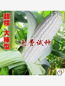 白甜糯玉米种子特大高产大棒甜玉米种子四季早中熟白苞米蔬菜种子