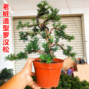 罗汉松老桩树苗盆景植物造型迎客松大型盆栽绿植室内客厅四季常青