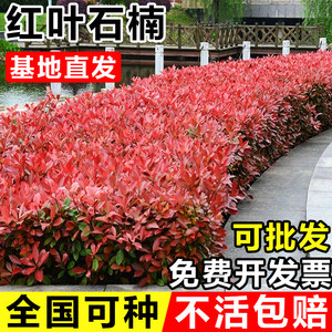 红叶石楠小树苗火焰红庭院球形园艺绿化篱笆围墙工程苗木常绿植物