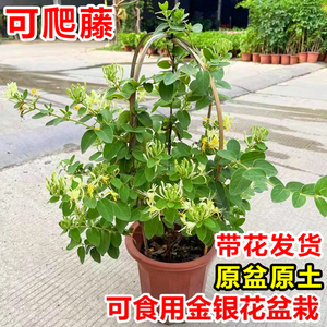 金银花树苗盆栽带花阳台庭院可观赏食用老桩四季开爬藤花卉绿植物