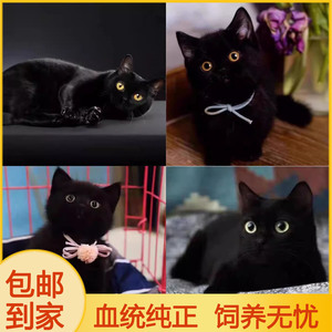 中华田园猫活物真猫小猫宠物猫狸白花猫网红猫幼猫可爱便宜活体猫