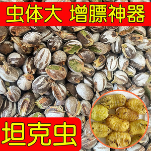 仓鼠粮食坦克虫活虫洋杨拉罐辣子食用优质金丝熊蜜袋鼯增肥高蛋白