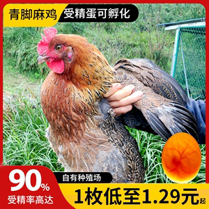 种蛋受精蛋可孵化快大土鸡青脚麻鸡九斤红瑶肉鸡种蛋鸡苗专业批发