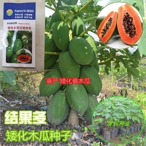 农家矮化木瓜种子进口杂交种特大高产红心木瓜种籽籽水果木瓜种孑