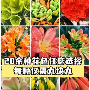 精品君子兰红黄花绿花红花绿心等20多种花色盆栽绿植