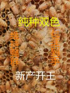 中蜂群蛋群带王工蜂群带蜂王蜜蜂小蜂群笼蜂子脾双色开产卵处女王