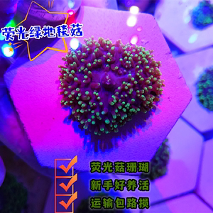 海缸观赏软体珊瑚荧光地毯菇绿毛菇LPS新手长须刺菇海水生物海葵