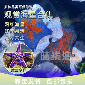 海缸活体生物海燕海星派大星海洋观赏宠物长海星海盘车翻砂小海星
