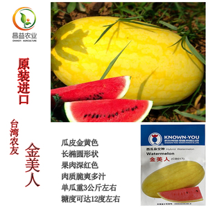台湾农友金美人西瓜种籽孑 黄皮红瓤西瓜种子 皮薄抗裂大西瓜种子