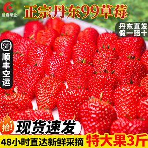 丹东99草莓新鲜红颜奶油东港九九甜牛奶草莓大果礼盒正宗大果空运