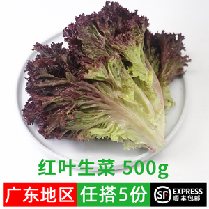 红叶生菜新鲜蔬菜沙拉食材即食生吃紫叶生菜红珊瑚罗莎红500g顺丰