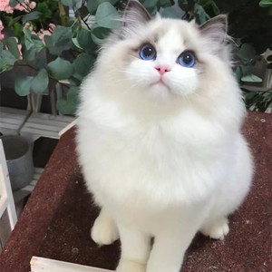 纯种布偶猫幼猫长毛仙女猫波斯系海双蓝双蓝眼睛布偶猫家养宠物猫