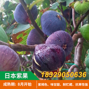 日本紫果无花果树苗 富硒耐储品质佳 树势高大 紫果无花果苗地栽