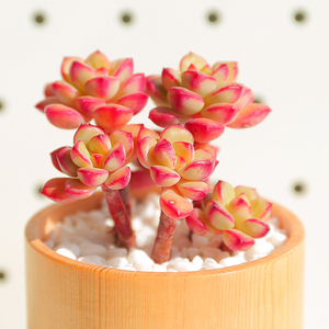 探戈多肉老桩多头群生稀有品种清棚贵货室内花卉组合盆栽多肉植物 阿里巴巴找货神器