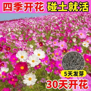 格桑花花种籽子四季播种开花波斯菊庭院花卉种子七彩野花组合花籽