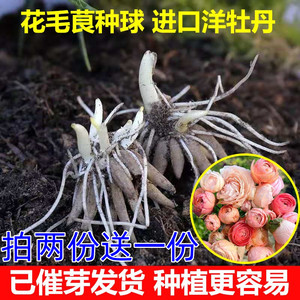 带芽发货花毛茛种球洋牡丹重瓣多年生耐寒植物室内盆栽阳台花卉