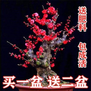 四季开花梅花盆栽地栽盆景树苗浓香红梅腊梅绿梅花卉绿植耐寒植物