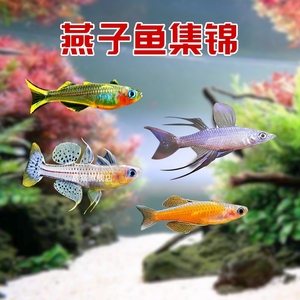 霓虹燕子鱼阿鲁珍珠燕子橘红燕子美人热带观赏鱼活体小型淡水活鱼