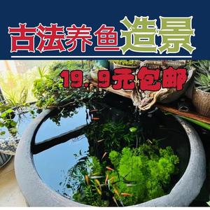 古法缸造景水缸造景古法养鱼水草植物套餐新手增氧绿植