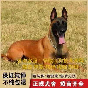 马犬幼犬纯种出售警犬军犬精品爆红黑红黄马犬狼狗护卫犬狗狗活物