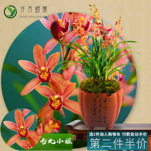 台北小姐兰花带花苞四季兰花苗名贵花卉盆栽植物中国龙高档室内 阿里巴巴找货神器 台北小姐兰花带花苞四季兰花苗名贵花卉盆栽植物中国龙高档室内 阿里巴巴找货神器