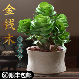 金钱木老桩多肉植物花卉盆栽室内招财盆景好养易活办公室桌面绿植 阿里巴巴找货神器